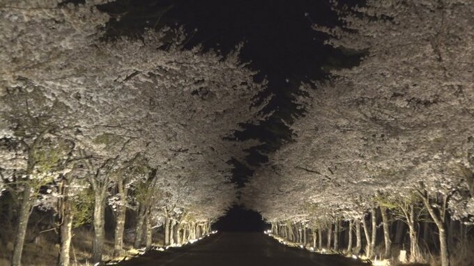 「来てよかった」 恩賜林庭園の桜並木が幻想的にライトアップ　山梨・富士吉田市　|　山梨のニュース | ＵＴＹテレビ山梨