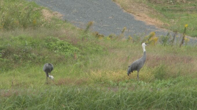 冬の使者到来　本州唯一のナベヅルの越冬地　山口県周南市の八代盆地に第一陣２羽飛来　|　山口のニュース・天気・防災｜tys NEWS｜ｔｙｓテレビ山口
