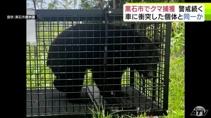 【クマ捕獲】体長約1ｍで3～4歳の雌のクマ　目撃情報相次いだ黒石市で捕獲　車に衝突の個体と同一か　ねぐらのおおまかな位置を特定して「箱わな」設置で捕獲　別個体の可能性を考慮して警戒続く|TBS NEWS DIG
