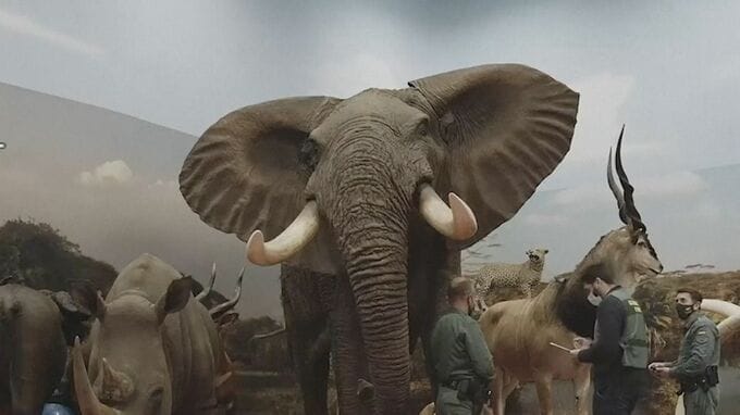 スペイン東部で絶滅危惧種のホッキョクグマなど1000体超える動物のはく製押収