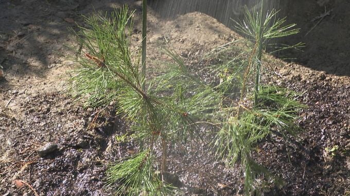 「100年先も松林を残したい」小学生が善光寺でアカマツの苗を植樹　長野|TBS NEWS DIG