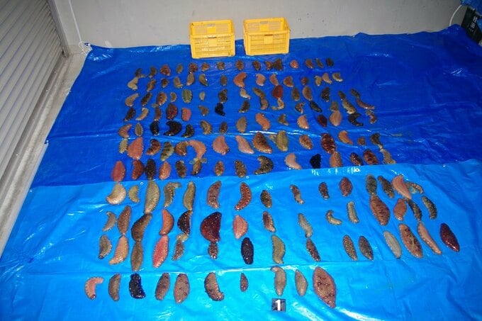 密漁疑いで計12人検挙　押収物最多はナマコ434個171キロ　福島海上保安部・2023年　|　福島のニュース│TUF