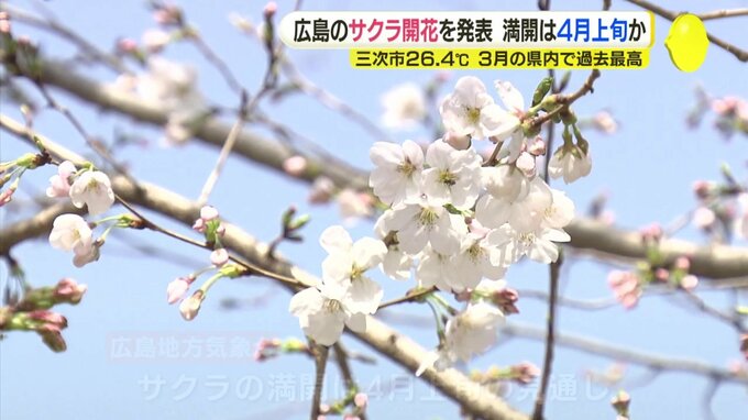 記録的な暖かさの中で桜の開花発表　三次26.4℃は3月の県内最高気温　各地で5月並みの“初夏”の陽気　広島|TBS NEWS DIG