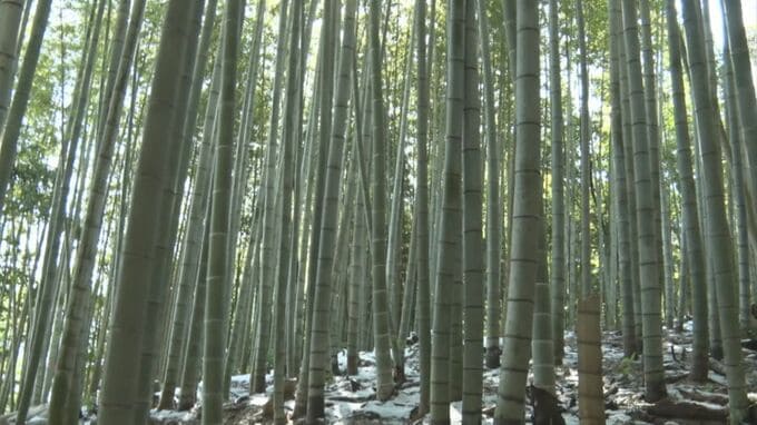 全国で問題の「放置竹林」を農業に活かす挑戦　竹害解決の糸口に…「竹炭」|TBS NEWS DIG