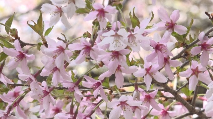 富士山のふもとに自生するフジザクラ　およそ2万本が見ごろ迎える　山梨・中ノ茶屋|TBS NEWS DIG