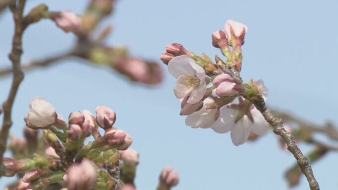 福島市でソメイヨシノ開花　平年と比べ9日・去年より6日早く　福島|TBS NEWS DIG