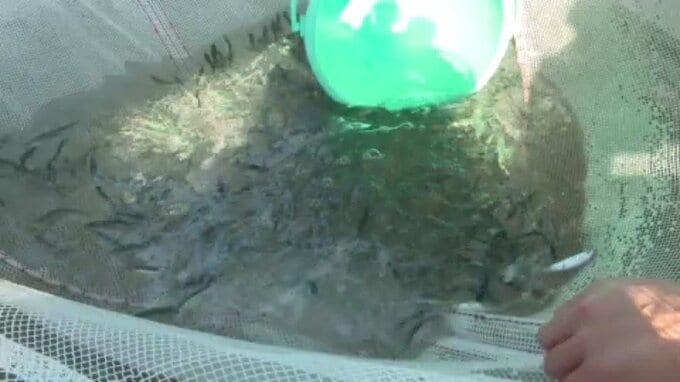 マダイやブリに続く新たな養殖魚“マサバ"の稚魚配布始まる　愛媛・宇和島市　|　愛媛のニュース - Nスタえひめ｜あいテレビは6チャンネル