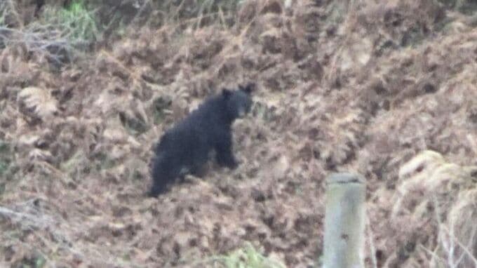 「箱ワナにクマが…」近くには“親グマ”の姿も　広島・北広島町で住民に緊張　20日もハンターら捜索へ　|　RCC NEWS | 広島ニュース | RCC中国放送