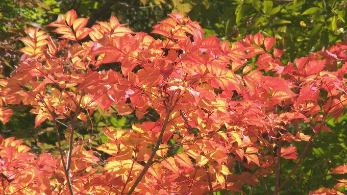 秋晴れ そして絶景 白山白川郷ホワイトロードの紅葉が美しい!　|　石川県のニュース｜MRO北陸放送