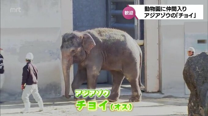 オスのアジアゾウ「チョイ」が宮崎市フェニックス自然動物園に仲間入り　メスの「みどり」の新たなパートナーへ|TBS NEWS DIG