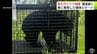 【クマ捕獲】体長約1ｍで3～4歳の雌のクマ　目撃情報相次いだ黒石市で捕獲　車に衝突の個体と同一か　ねぐらのおおまかな位置を特定して「箱わな」設置で捕獲　別個体の可能性を考慮して警戒続く　|　青森のニュース│ATV NEWS│青森テレビ