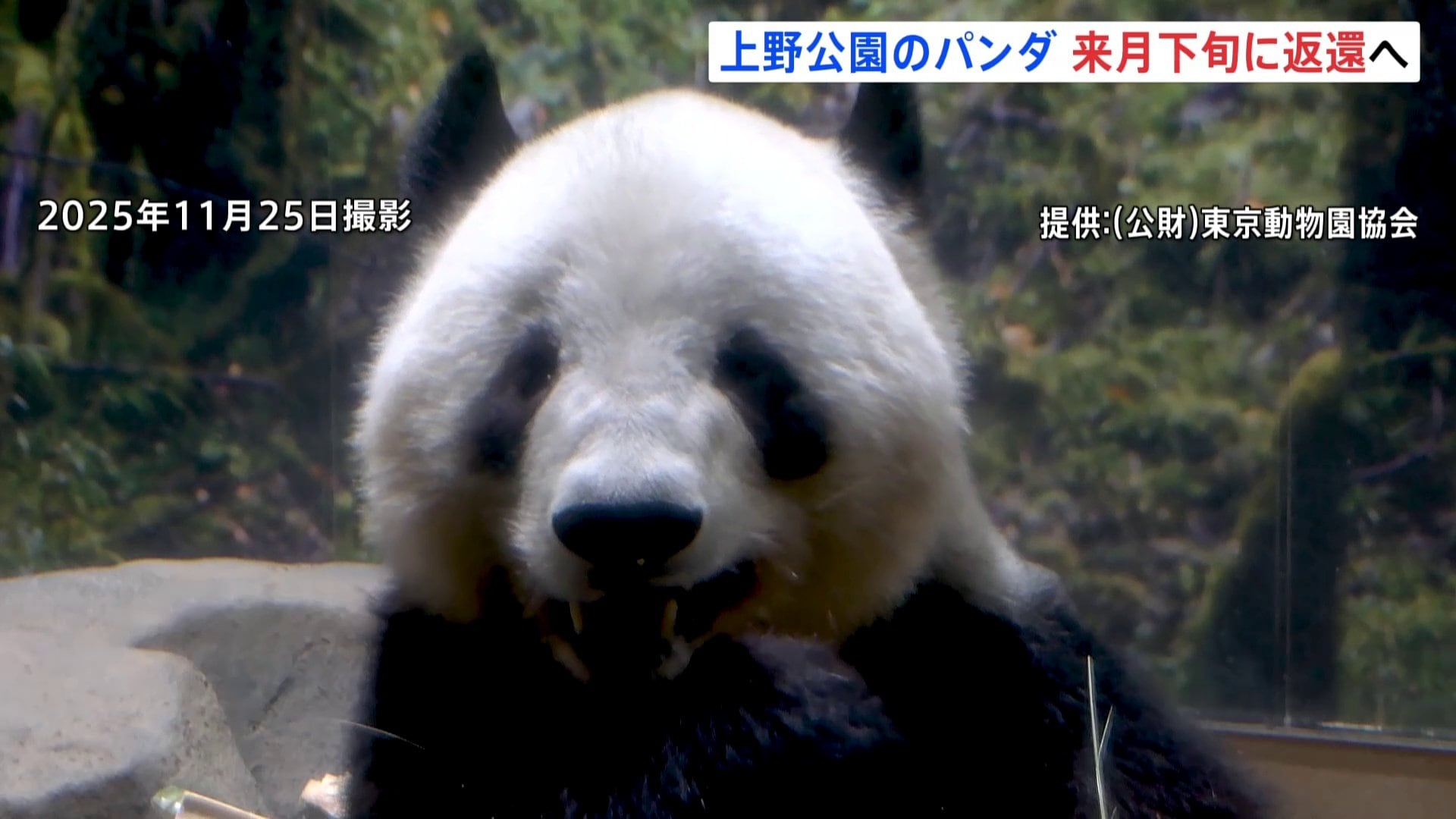 上野動物園　シャオシャオレイ　新品開封 上野動物園のパンダ「シャオシャオ＆レイレイ」思い出カレンダー 返還