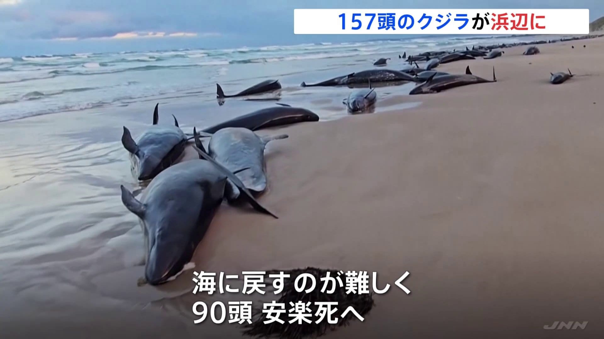 『クジラ乗り場はこちらです』 C7O2TRZNZZIHRIWSOW4I4H6FRQ.jpg