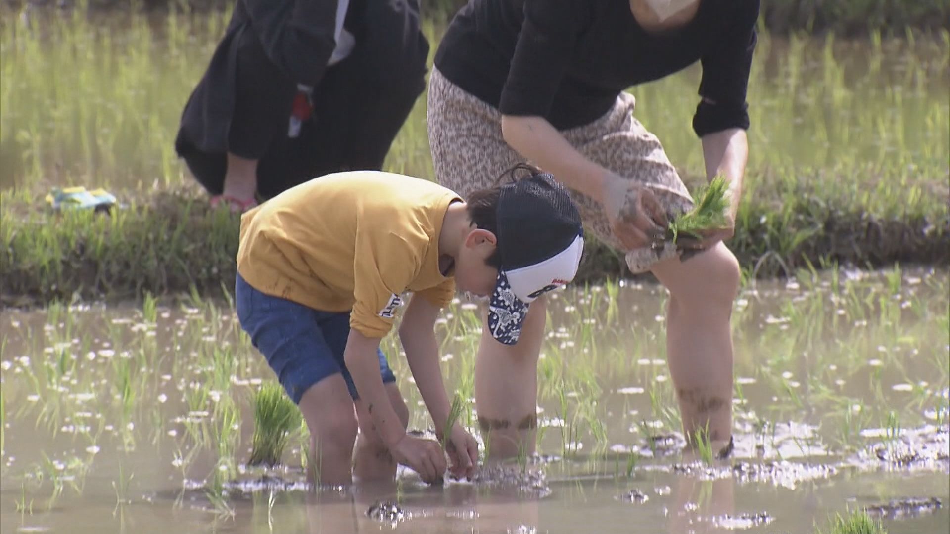 小学生が泥にまみれて田植えを体験　地元の農家が指導