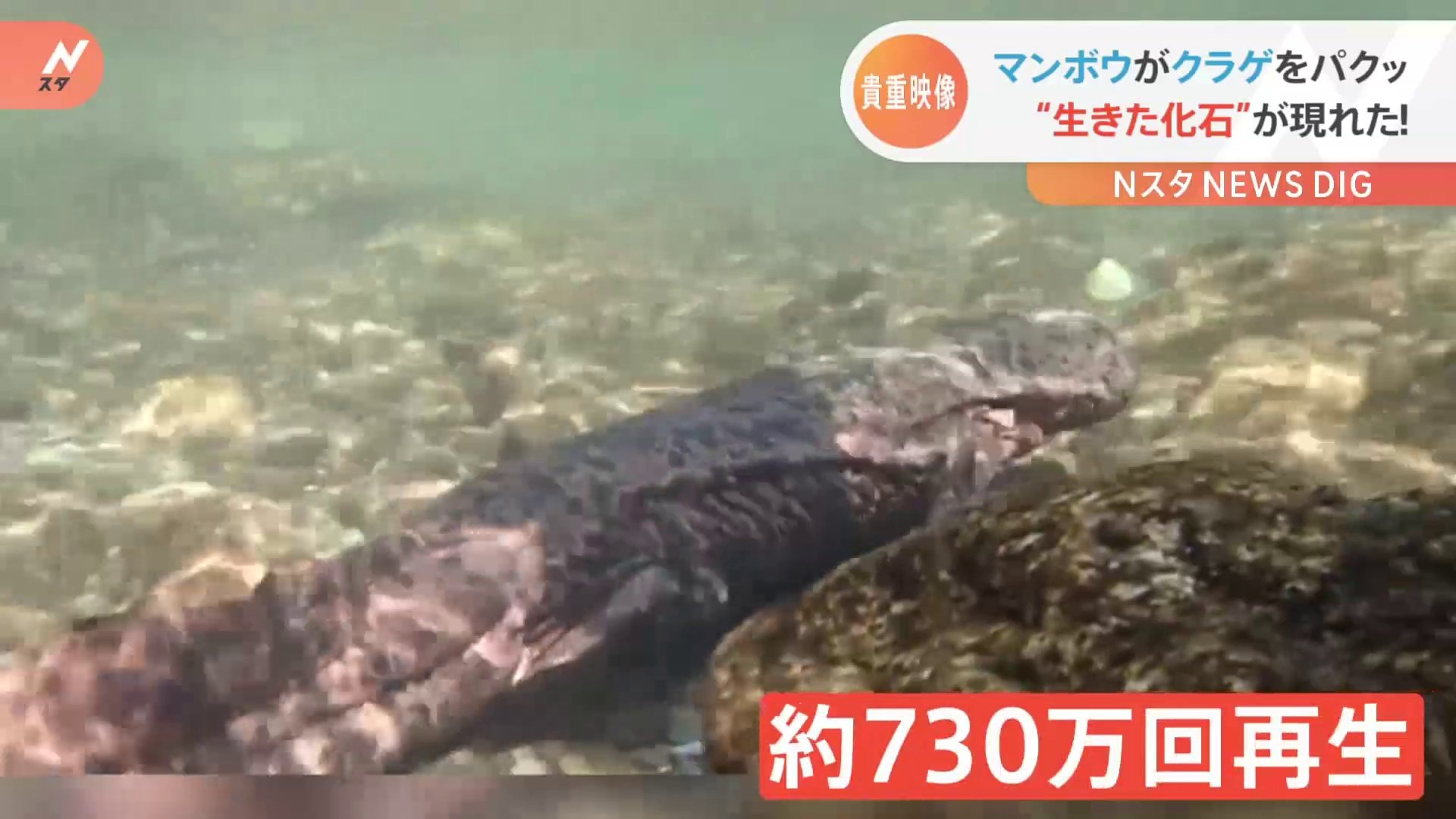 クラゲを食べるマンボウにオオサンショウウオまで 水中の不思議で貴重な映像 Tbs News Dig
