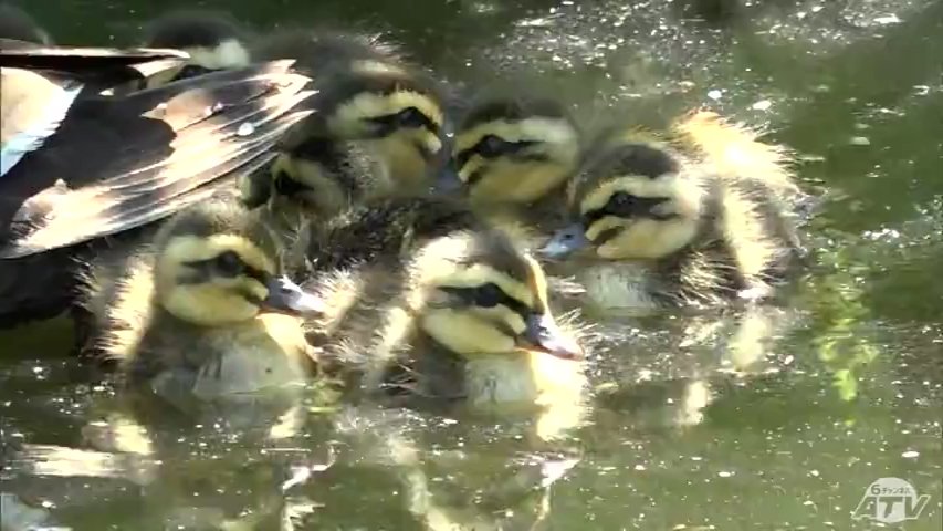 みんな仲良くしろ」カモにとっての“楽園”でカルガモのヒナ11羽が誕生