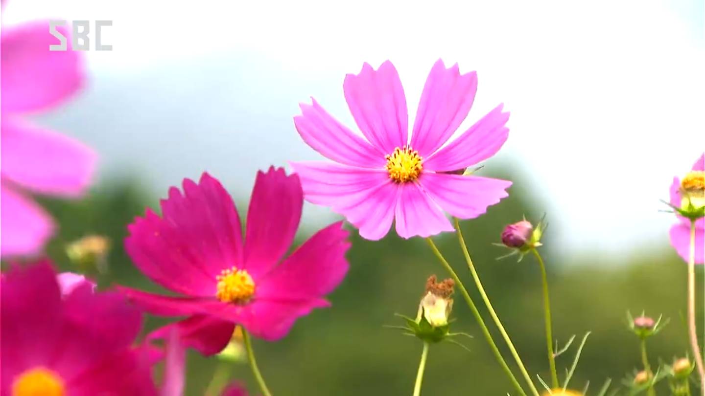 コスモス姫　ハイレアリティセット　3枚ずつセット 高原に秋の訪れ 信濃町の黒姫高原でコスモスが見頃 長野 | TBS NEWS DIG