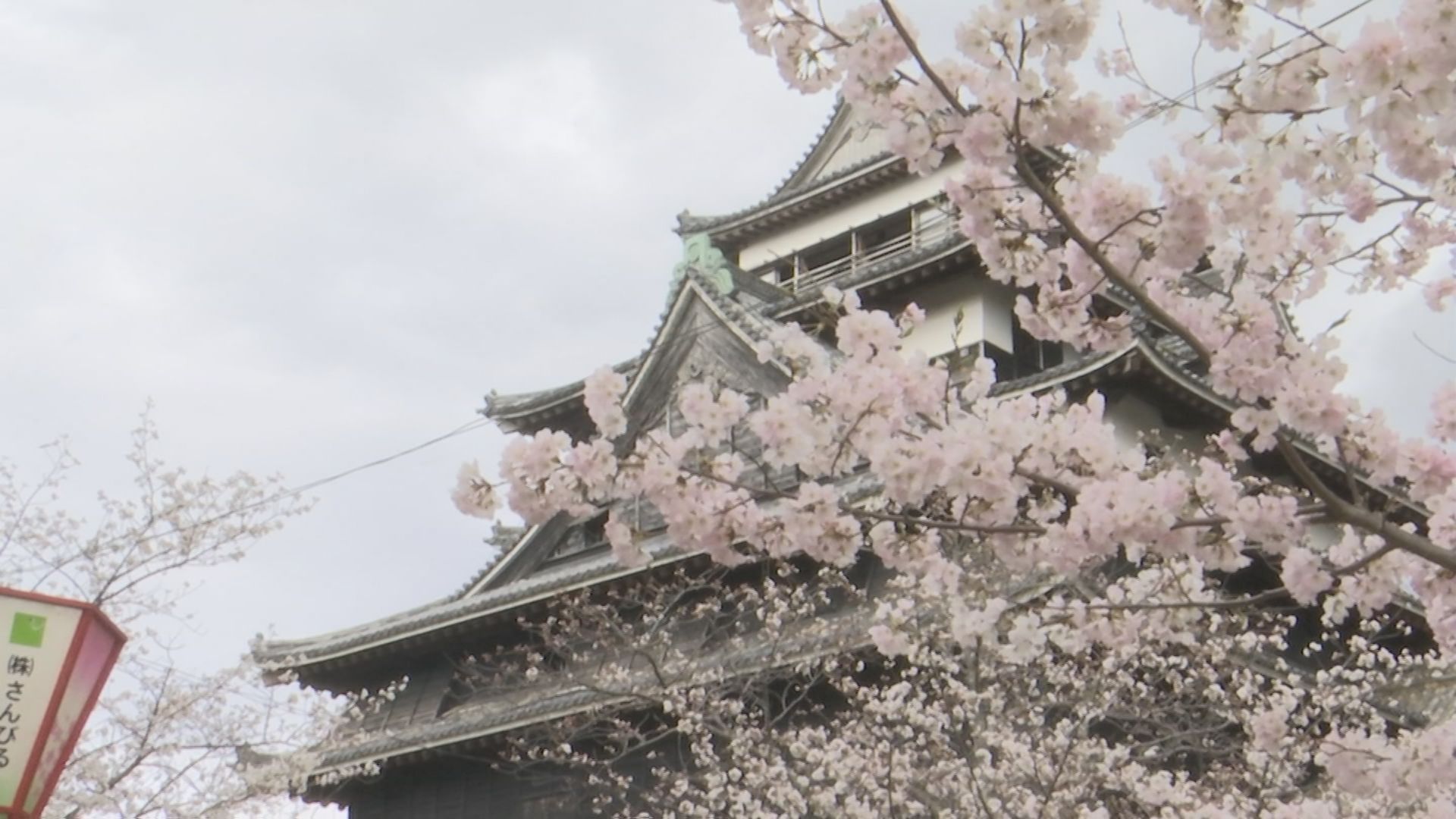 松江で桜満開 平年より3日早く | TBS NEWS DIG