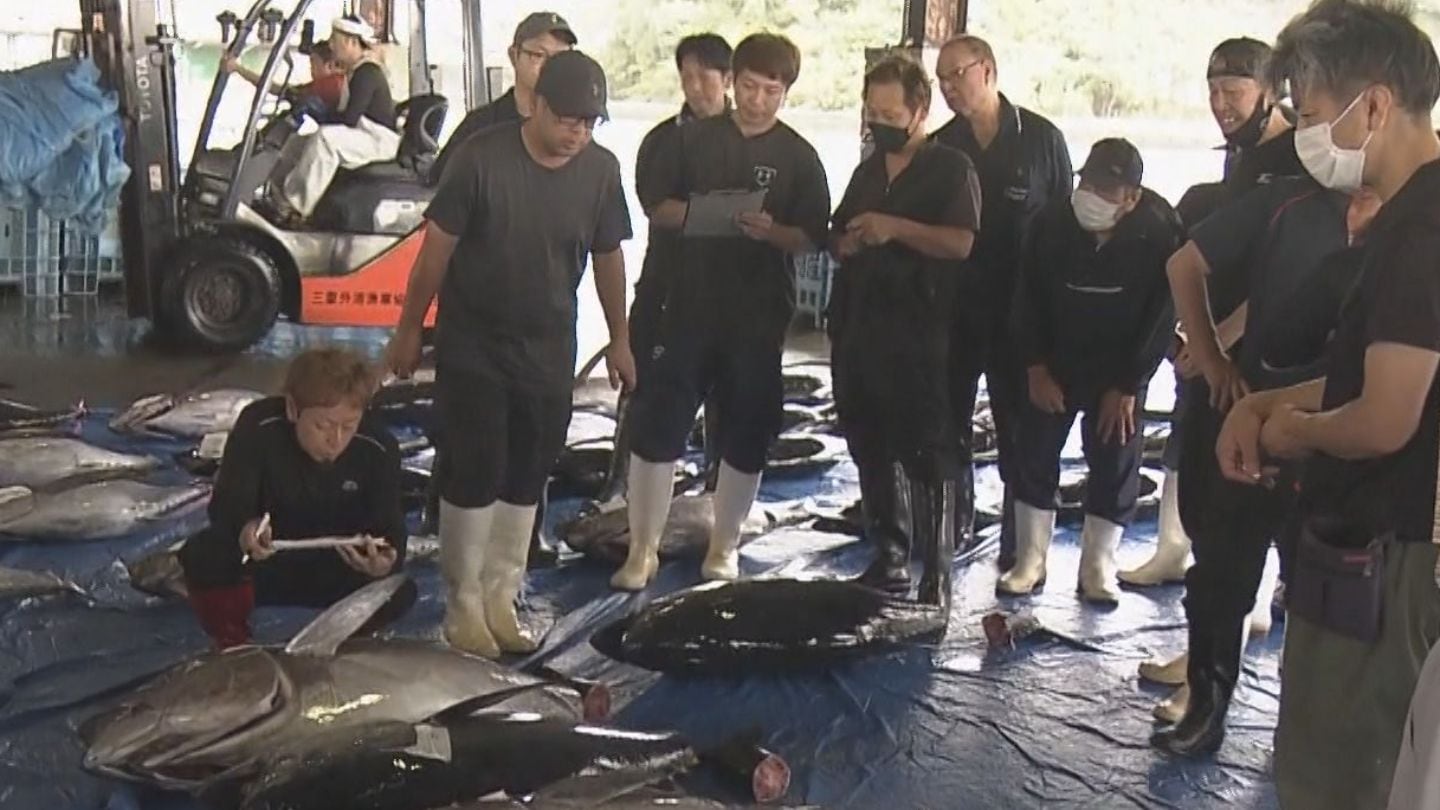 漁港に新鮮なマグロが水揚げされ大勢の仲買人で賑わう　お盆の食材として人気　「うねりと風が強かった」漁船には台風の影響も　三重・尾鷲市