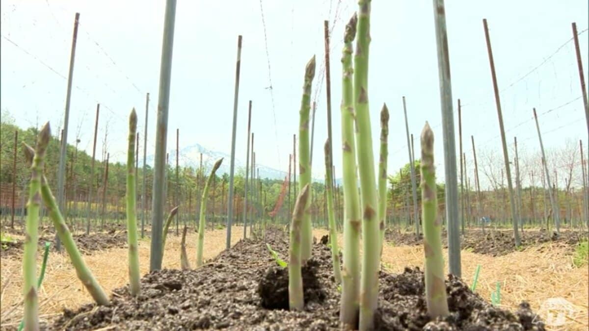 岩木山麓で『アスパラガス』の収穫はじまる「旬のアスパラは甘くて