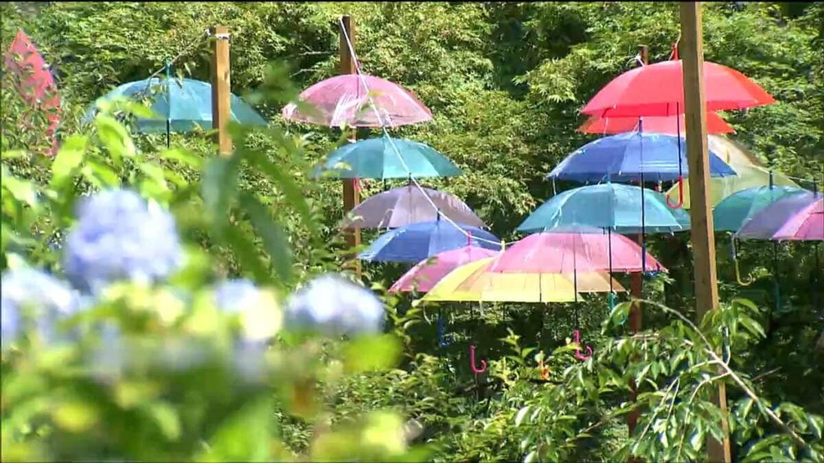カラフル傘で写真や水みくじも アジサイ5000株が鮮やかに