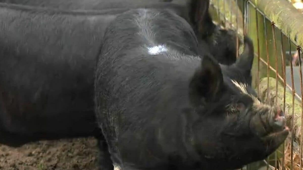 “日本一”かごしま黒豚ピンチ 飼料高騰に加え黒豚ならではの理由 白豚に切りかえる農家 鹿児島県 | TBS NEWS DIG
