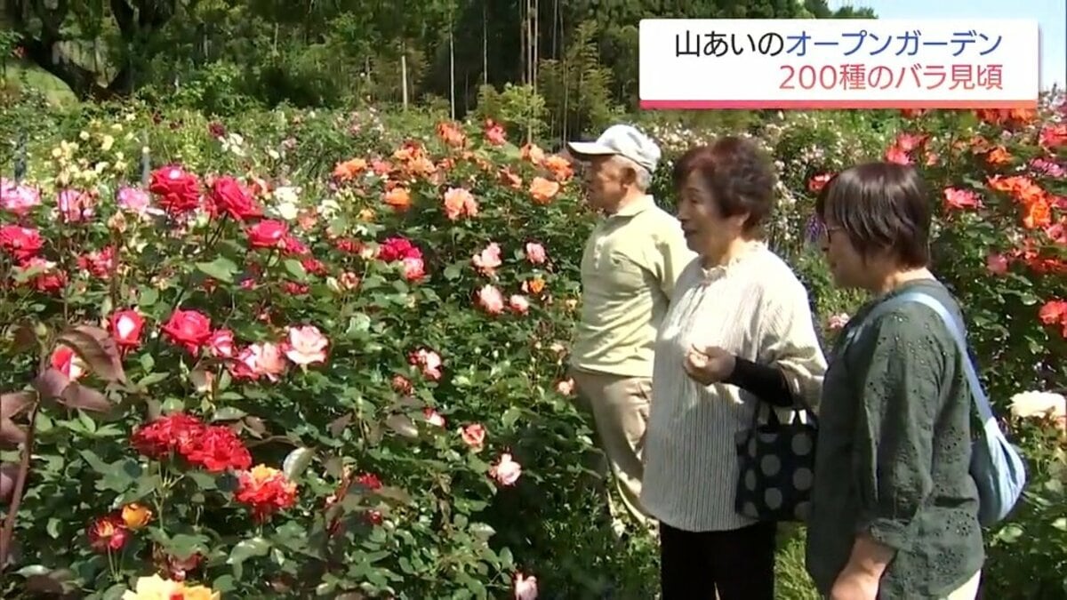 約200種のバラが見ごろに 高千穂町の民家のバラ園 31日まで一般公開