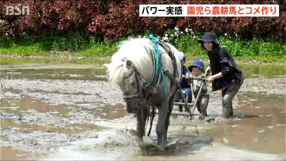 サムネイル_「めっちゃパワーつよかった！」農耕馬と一緒に園児が田んぼの代かき体験　新潟・上越市