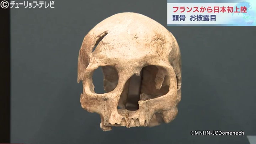 ネアンデルタール人の頭骨などがフランスから日本初上陸 4万年前の世界