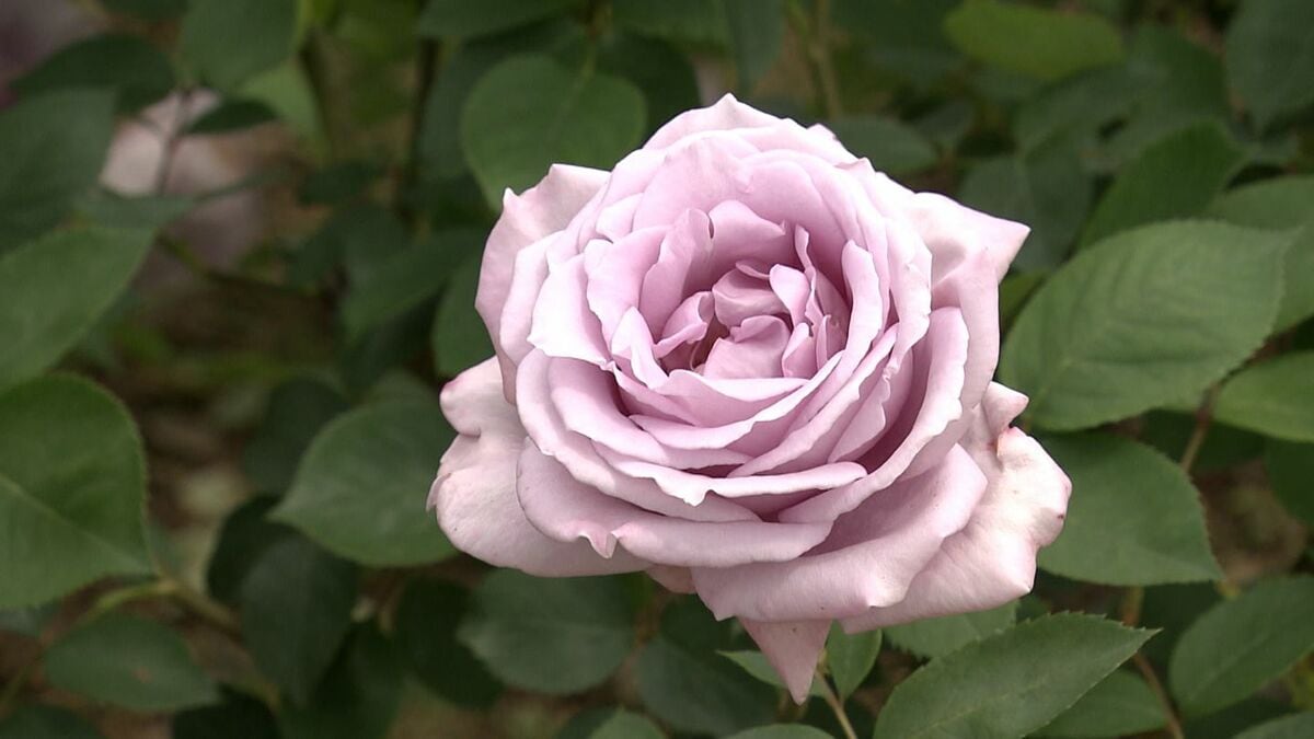 3893☘️ラスト☘️3年間管理株☘️超レア☘️⭐️バラの様な花弁展開⭐️超多弁⭐️吉田園芸⭐️ バラが満開 | リタイヤ☆LIFE