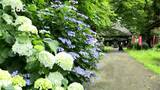 梅雨に彩り　寺のアジサイが見ごろを迎える　|　SBC NEWS | 長野のニュース | SBC信越放送