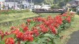 約2万本のカンナの花が見ごろに 日南市の県道3号沿い | MRTニュース | MRT宮崎放送