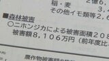 イノシシやシカなど野生動物の農作物被害 昨年度は約3億5000万円 年間3万3000頭の捕獲目標もハンター高齢化や担い手不足で実績は約7割程度 愛媛 | 愛媛のニュース - Nスタえひめ|あいテレビは6チャンネル