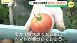 「トマトは夏の栽培が一番難しい」 記録的猛暑で収穫激減のトマト農園 厳しい暑さと九州大雨で市場に影響は? 秋ごろの入荷量と価格に不安 広島|TBS NEWS DIG