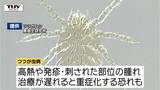 治療が遅れると重症化の危険も　40代男性が「つつが虫病」に感染　発症前に山のふもとで作業　今年度県内初確認　（山形）|TBS NEWS DIG