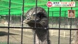 『エミュー脱走』から約3年“その後”に直撃すると牧場の様子に変化が!今年新しく“エミューの〇〇”も販売開始、その味は…? | 熊本のニュース|RKK NEWS|RKK熊本放送