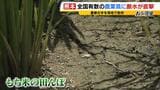 熊本地震で長引く断水 農作物にも大きな影響…田んぼに亀裂も ミニトマトなど栽培する農家は液状化も懸念|TBS NEWS DIG