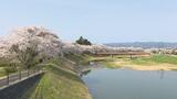【映像】小高川の桜　福島・南相馬市【四季カメラ】|TBS NEWS DIG