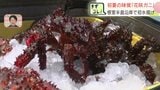 【北海道・根室】夏の味覚「花咲ガニ」が漁解禁、初水揚げ!最高値3780円の高水準。小ぶりながら味は漁師お墨付き、8月にはカニ祭りも|TBS NEWS DIG