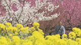 「70歳に戻った気がする」300本のハナモモ見頃 菜の花とのコントラスト鮮やか 福島|TBS NEWS DIG