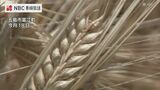 麦の収穫始まる長崎県五島市 | 長崎のニュース | 天気 | NBC長崎放送