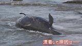 海で相次ぐ生き物の漂着…日本海に沖縄・九州のクジラ漂着で専門家に聞いてみた　|　石川県のニュース｜MRO北陸放送