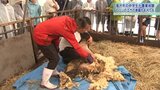 意外と身近に！　中学生が150頭を飼う地域のヒツジ農家で飼育体験　岩手・滝沢市　|　IBC NEWS | IBC岩手放送