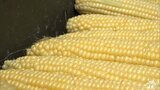 まるで“黄色い宝石”「採った時からコーンスープのようなクリーミーな味」ブランドトウモロコシ『嶽きみ』の販売が最盛期　直売所は大勢の客で賑わう「70～80本は買うかも」　|　青森のニュース│ATV NEWS│青森テレビ