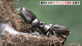 「カブトムシが僕の手をこちょこちょしよった」　保育園児がカブトムシを観察　広島・庄原市|TBS NEWS DIG
