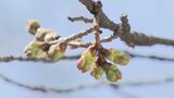 桜の開花早まり…例年より1週間前倒しで15日から「桜まつり」 ピンクに色づいたつぼみも 名古屋・鶴舞公園|TBS NEWS DIG