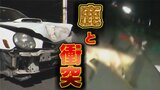 目の前に鹿が!車でぶつかったら110番?正しい対処法 衝突事故増えるのは『昼も夜も腹ペコだから』 | 熊本のニュース|RKK NEWS|RKK熊本放送