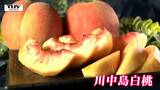 県内で桃の収穫が最盛期 大玉品種「川中島白桃」の品評会が行われる 大きさも糖度も平年以上(山形・東根市) | 山形のニュース│TUYテレビユー山形