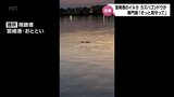 宮崎港で目撃されたイルカは「カズハゴンドウ」か 専門家「そっと見守ってほしい」 | MRTニュース | MRT宮崎放送