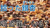 道に落ちている「銀杏」、拾って帰ったら窃盗罪?弁護士は「無断で持ち帰ってしまうと…」|TBS NEWS DIG